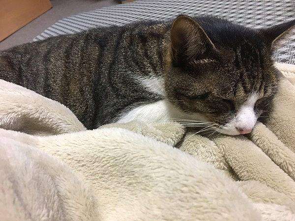 猫为什么喜欢叼着毯子打呼噜