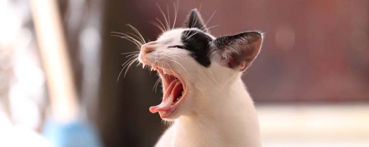 猫为什么踩奶时流口水 猫咪非常的享受