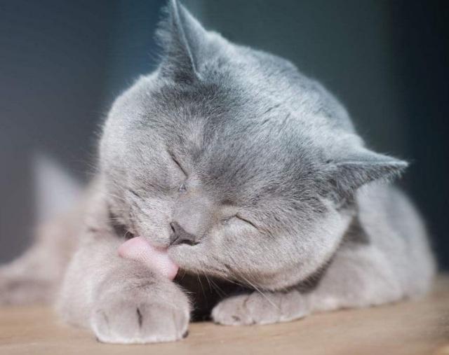 猫为什么喜欢舔毛衣 猫为什么爱舔毛衣
