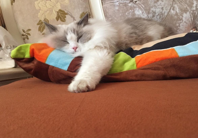 猫为什么喜欢踩枕头 猫为什么按枕头