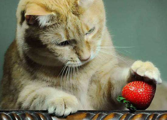 猫为什么喜欢吃水果 猫为什么爱吃水果