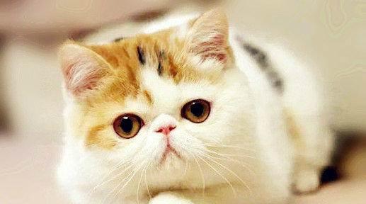 扁脸猫猫为什么贵 扁脸猫携带波斯猫的血统