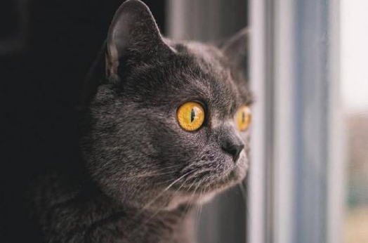 猫为什么眼睛会发光 猫咪的眼睛构造特殊