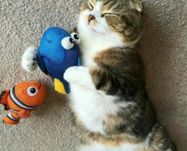 猫为什么喜欢鱼玩具 天生对鱼感兴趣