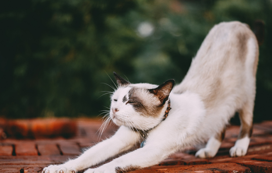 猫为什么那么喜欢伸懒腰 猫为什么总是伸懒腰