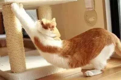 猫为什么老是要弓起背 猫为什么会弓起身子