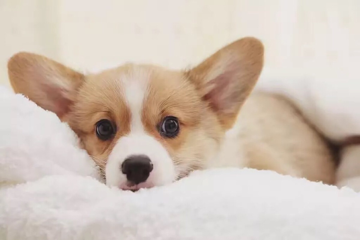 大耳朵狗有哪些品种 什么狗狗耳朵大
