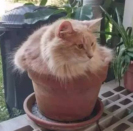 猫为什么喜欢在花盆里趴着 猫喜欢阳光