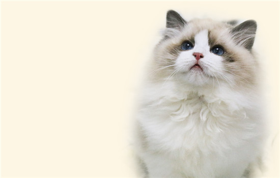 猫为什么在猫砂外趴着 观察猫猫是否有泌尿系统疾病