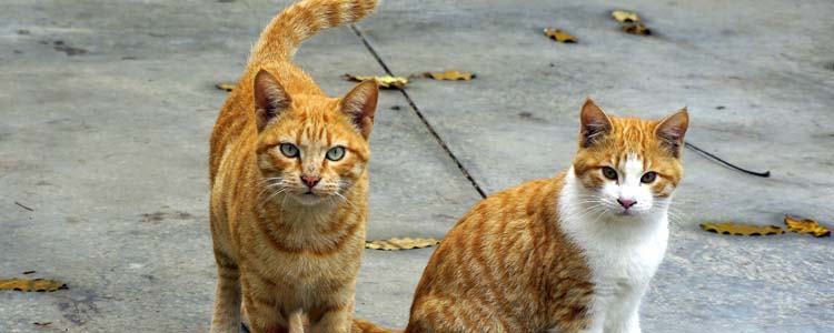 野猫为什么不能打 猫会产生报复和恐惧的心理