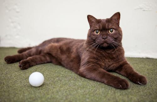 猫为什么喜欢玩乒乓球 猫咪对球类都比较感兴趣