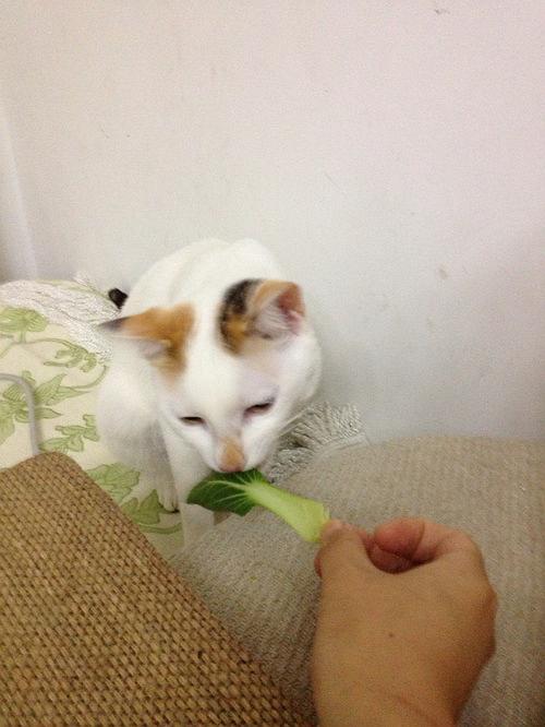 猫为什么喜欢吃青菜叶子 肉食性动物也会爱吃素食