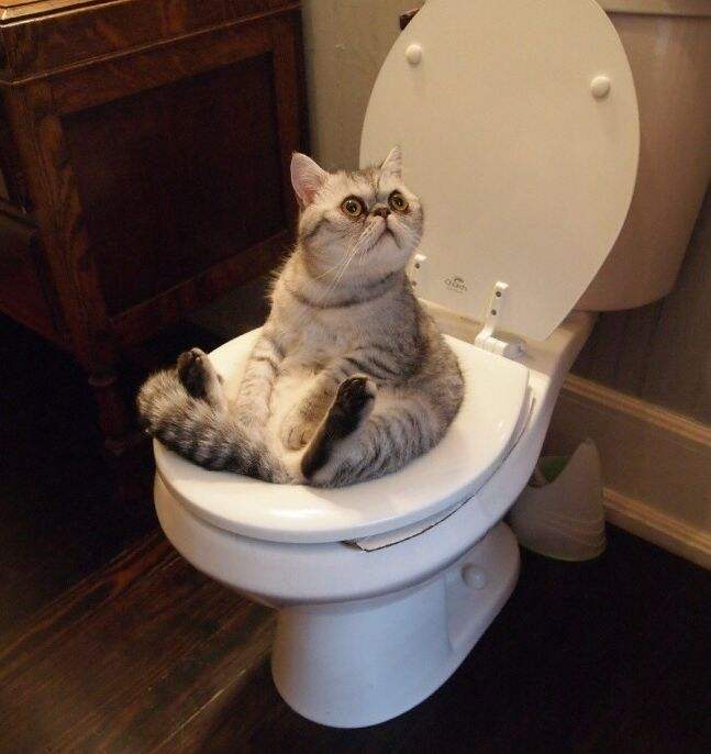 橘猫为什么喜欢舔马桶里的水 猫咪觉得马桶里的水更新鲜