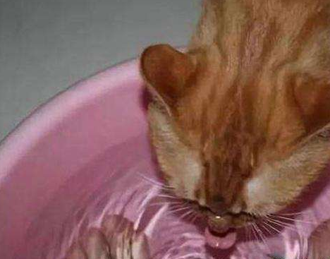 小猫为什么都喜欢喝洗脚水 猫为什么可以喝洗脚水
