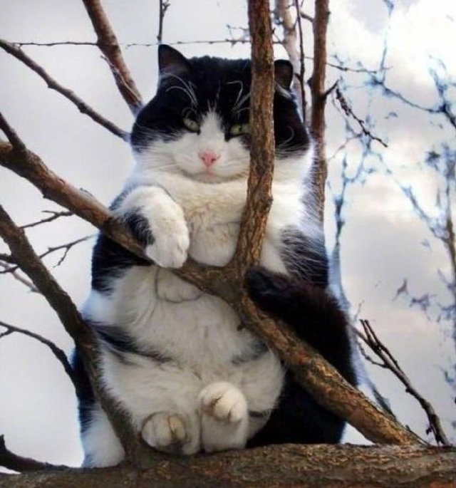 猫为什么喜欢爬树上 小猫为什么要爬树