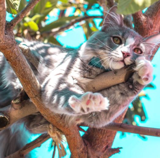 小猫为什么会爬树不会下来 小猫为什么能爬树