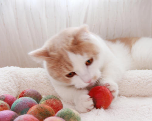 猫为什么喜欢羊毛 猫为什么痴迷羊毛的东西