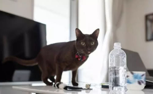 猫为什么喜欢扫桌面的东西 猫为什么喜欢清理桌面