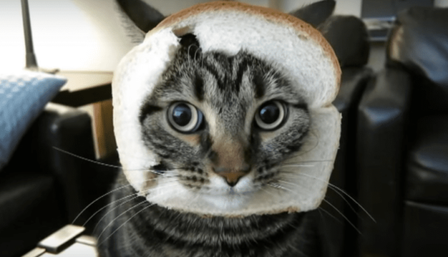 猫为什么爱吃面包 猫为什么喜欢吃吐司