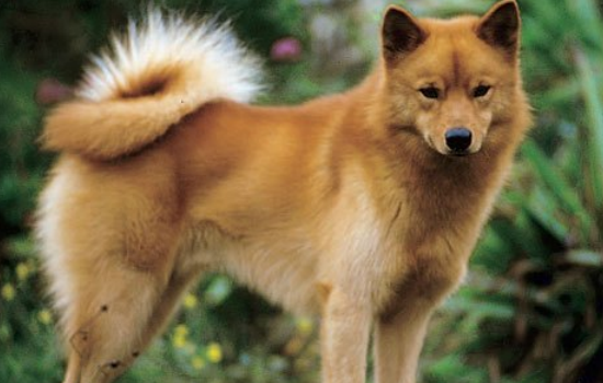 7种长得*像狐狸的狗 长的像狐狸的狗是什么
