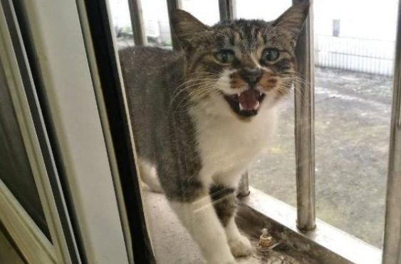 猫为什么会偷偷从窗户跑掉 世界那么大猫也想看看