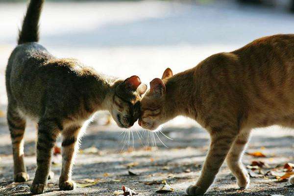 两只猫为什么闻对方鼻子 确认对方身份