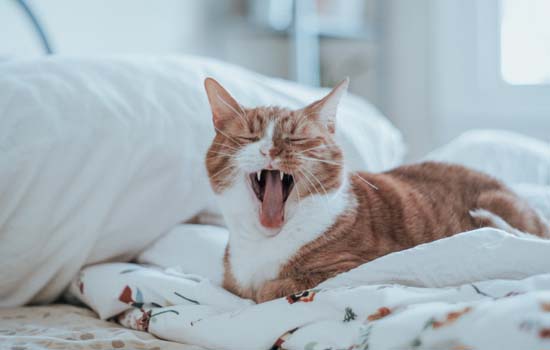 猫为什么会把食物叼到床上吃 把床当成了它的窝