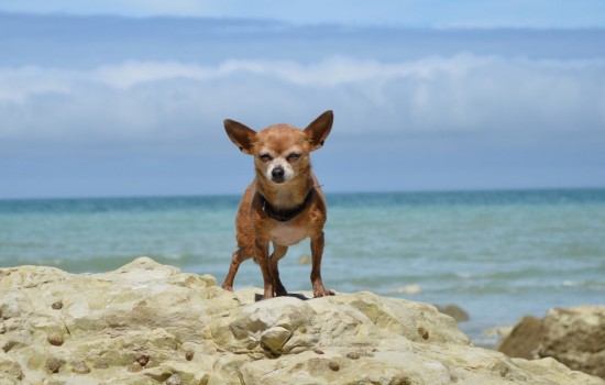 带狗狗去海边有哪些要注意 狗狗去海边注意事项