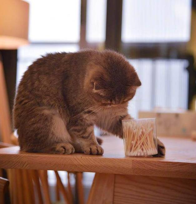 猫为什么痴迷棉签 猫用过棉签后的反应