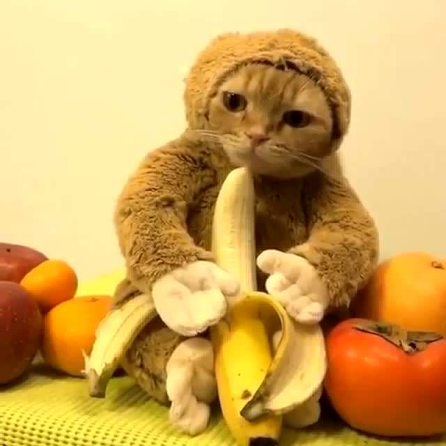 猫为什么喜欢吃香蕉 猫为什么喜欢舔香蕉