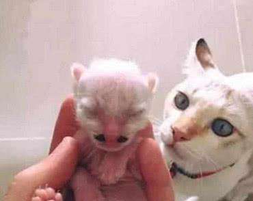 母猫为什么把小猫胡子咬了 大猫为什么咬小猫胡子