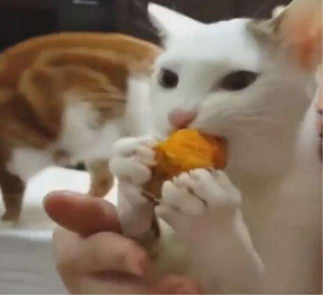 猫为什么吃红薯会放屁 红薯容易产气