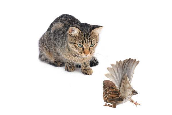 猫为什么喜欢吃麻雀 猫为什么喜欢抓麻雀