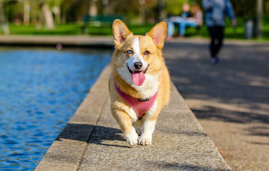 狗狗尿多是什么原因 狗狗突然小便频繁