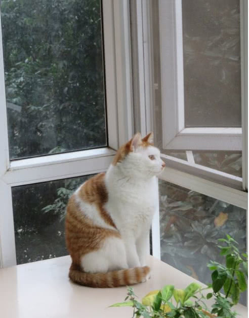 小猫为什么爱跳到窗户上 猫喜欢制高点