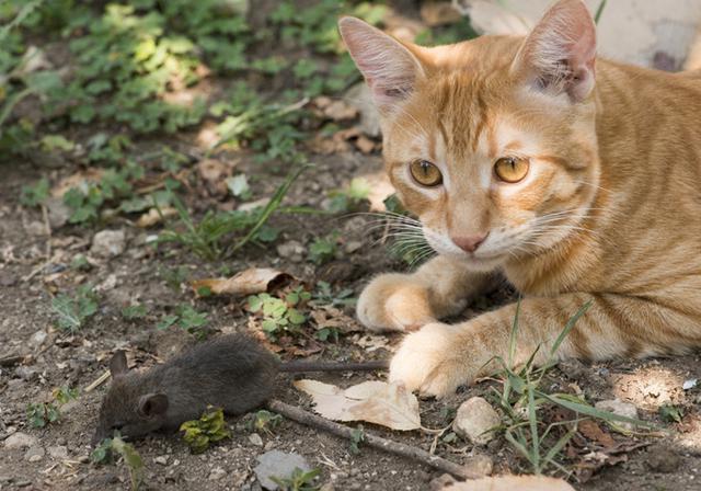 流浪猫为什么不抓老鼠怎么办