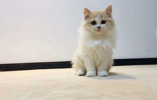 矮脚猫是什么品种 矮脚猫是什么猫
