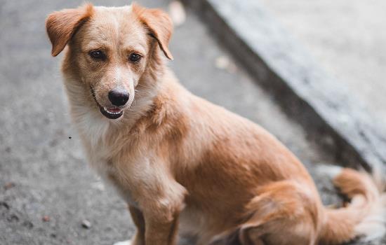 中华田园犬智商排第几 中华田园犬智商多少名