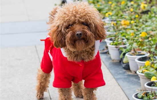 伴侣犬有哪些品种 安静的伴侣犬推荐