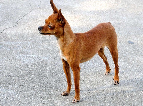 小鹿犬冬天怎么养 小鹿犬*冷能适应多少度