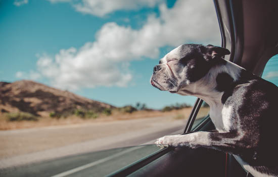 车上带狗上高速可以吗 车上带狗是可以上高速的