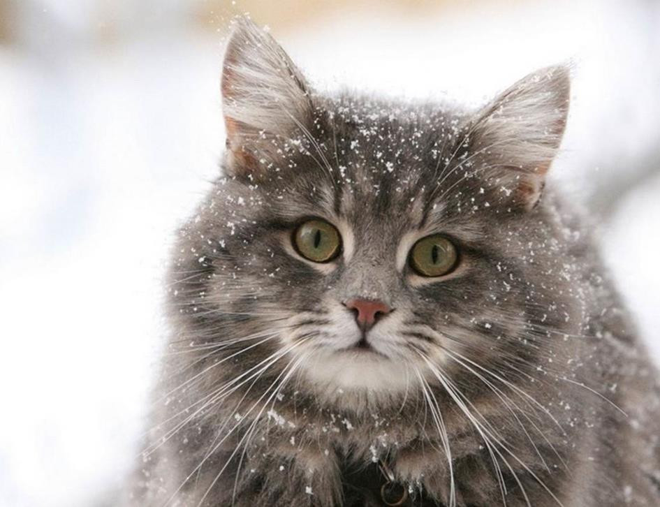 俄罗斯猫的品种有哪些 俄罗斯的猫品种