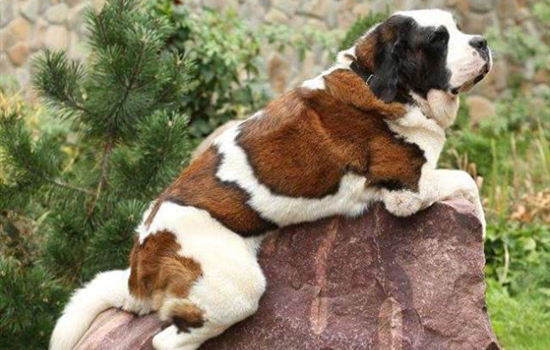 圣伯纳犬能活多久 圣伯纳犬寿命多少年