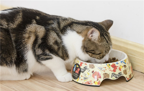 猫吃完饭为什么刨地 猫咪吃完饭刨地的原因​