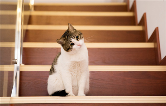 猫咪总是蹲在门口嗷嗷叫 猫咪为什么蹲在门口叫