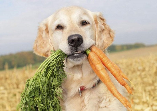 狗狗可以长期吃的蔬菜 狗狗可以吃的蔬菜有哪些