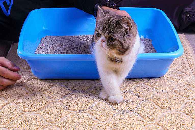 猫在猫砂盆边缘拉屎是怎么回事 猫在猫砂盆边缘拉屎原因