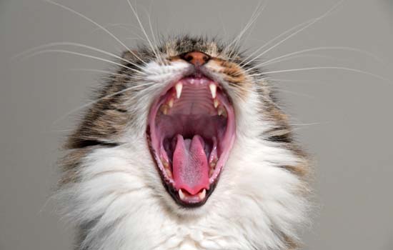 猫在什么时候换牙 猫咪5个月大开始换牙