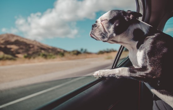 高速公路上狗会检查狗证吗 现在高速公路上会不会查狗