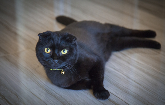 黑色英短与普通小黑猫 黑色英短与普通小黑猫的区别